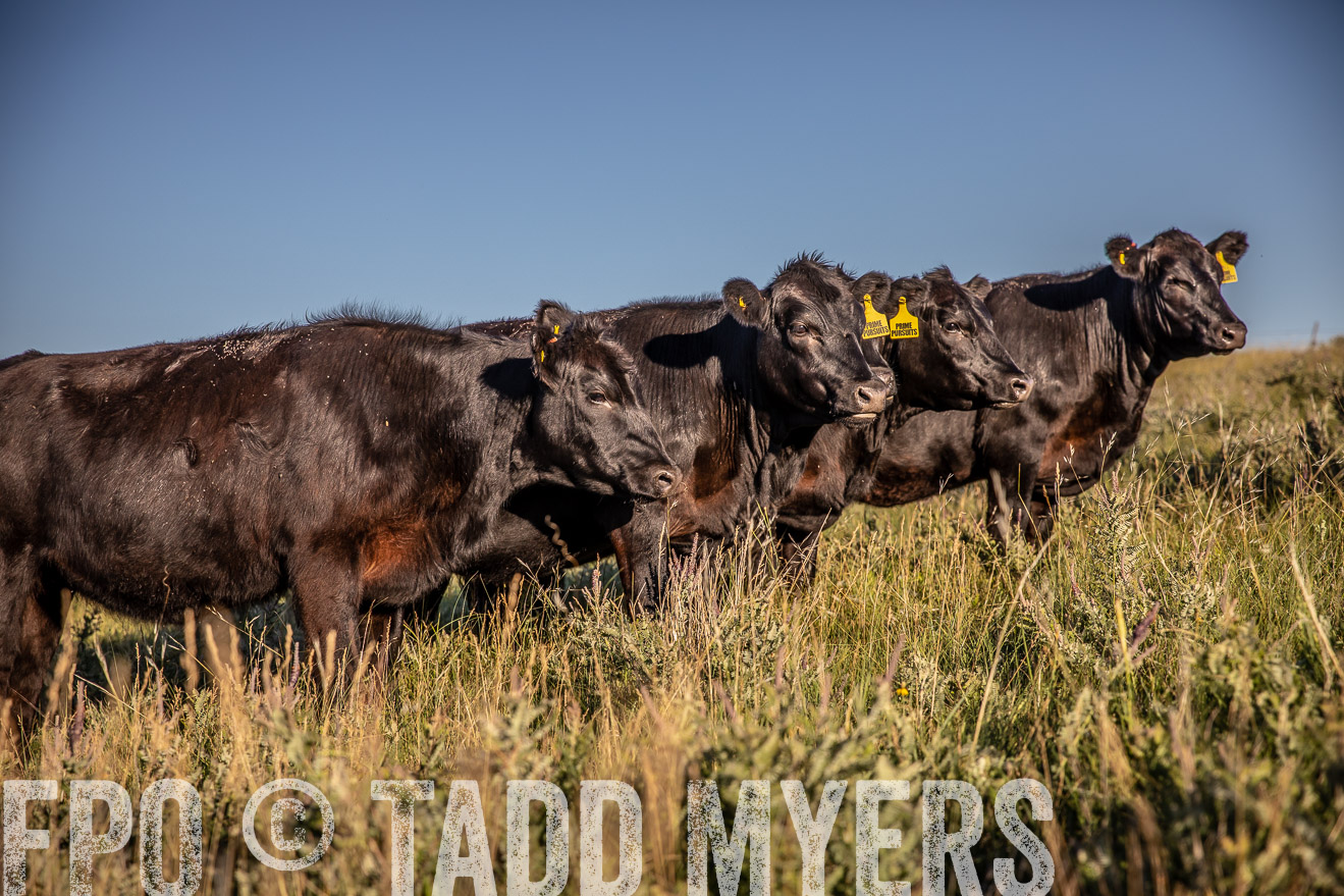 PP_TuckerRanch_NE_July2019-42176