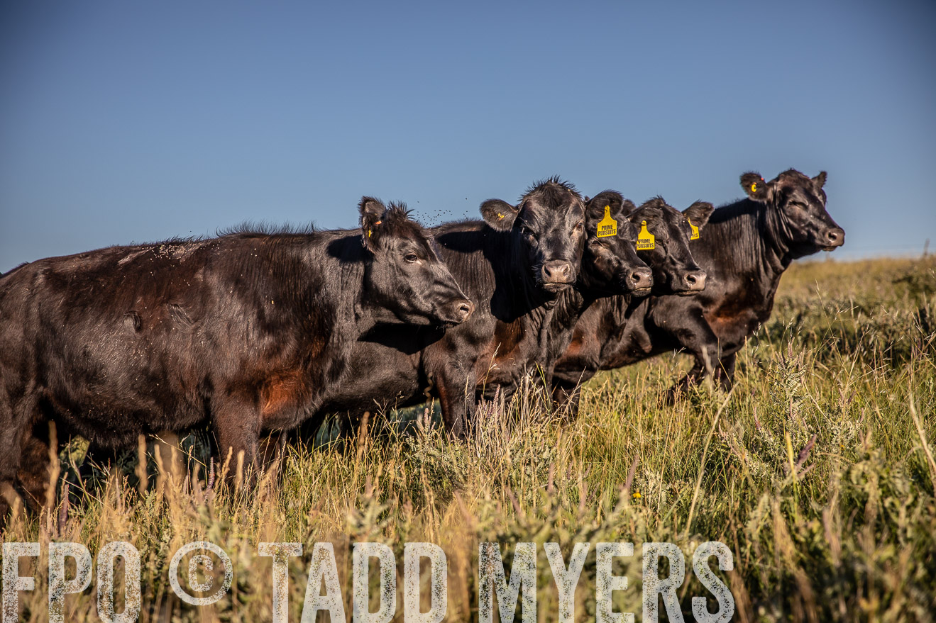 PP_TuckerRanch_NE_July2019-42179