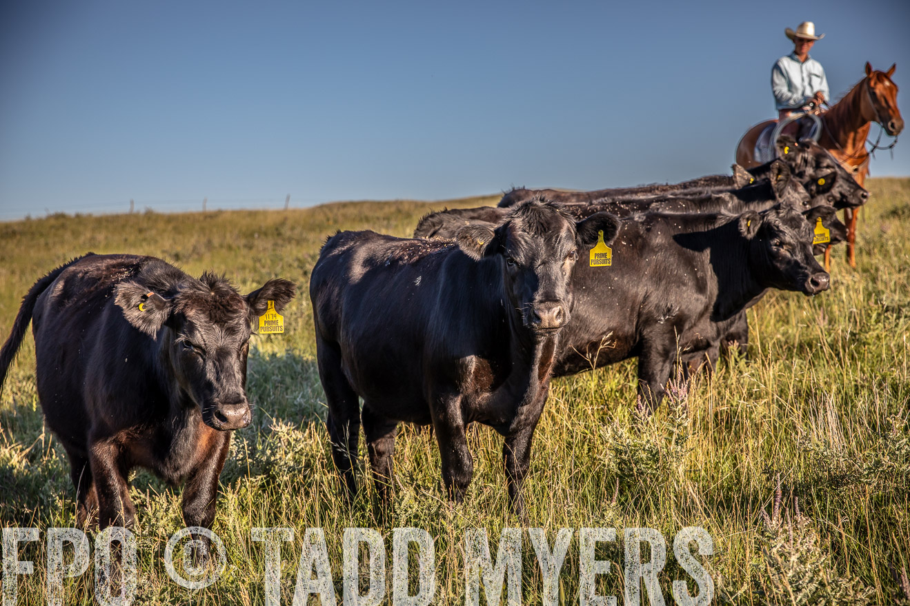 PP_TuckerRanch_NE_July2019-42187