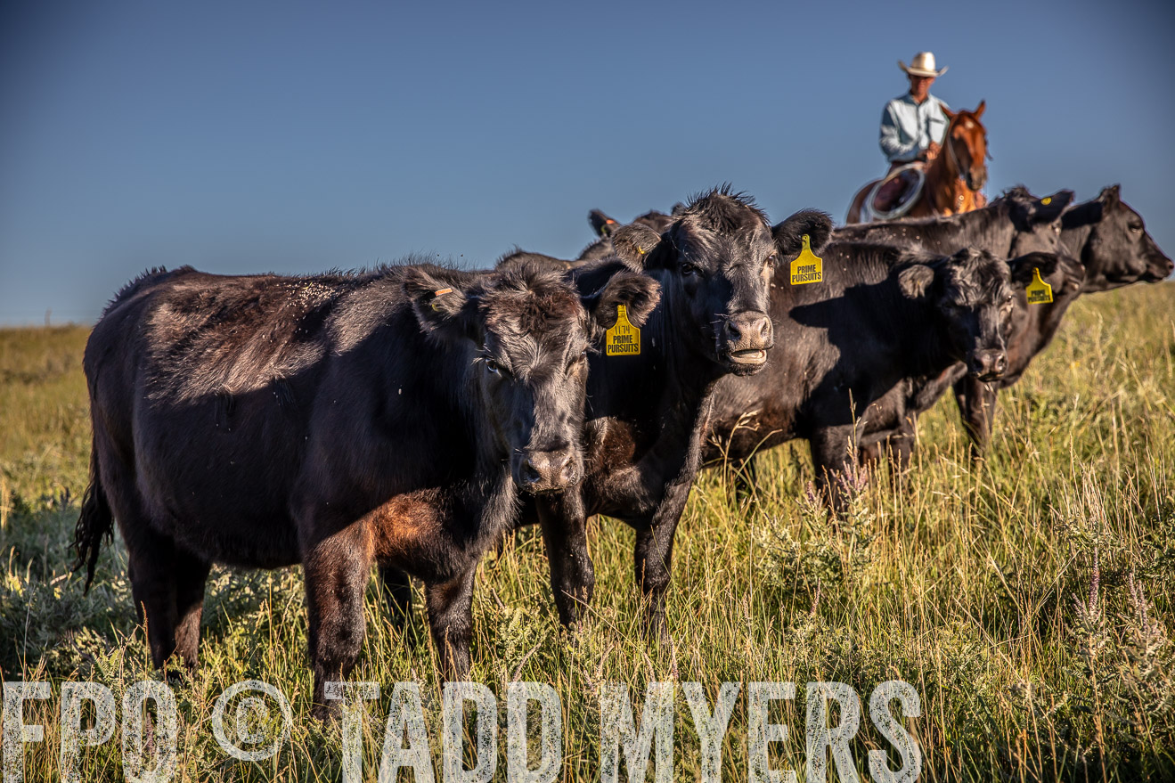 PP_TuckerRanch_NE_July2019-42192