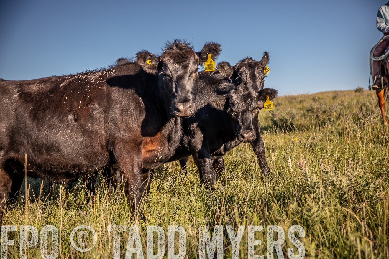 PP_TuckerRanch_NE_July2019-42201