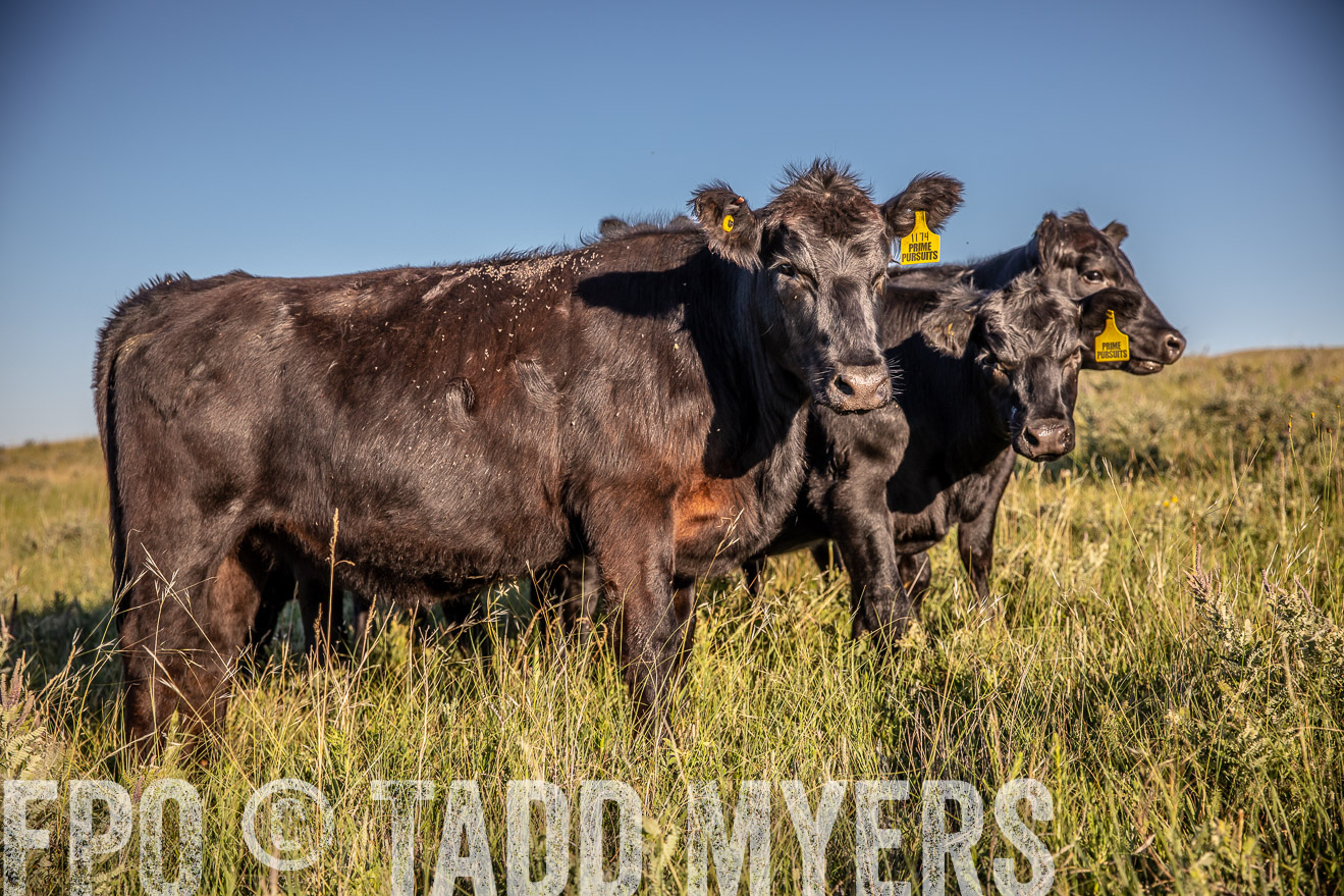 PP_TuckerRanch_NE_July2019-42203