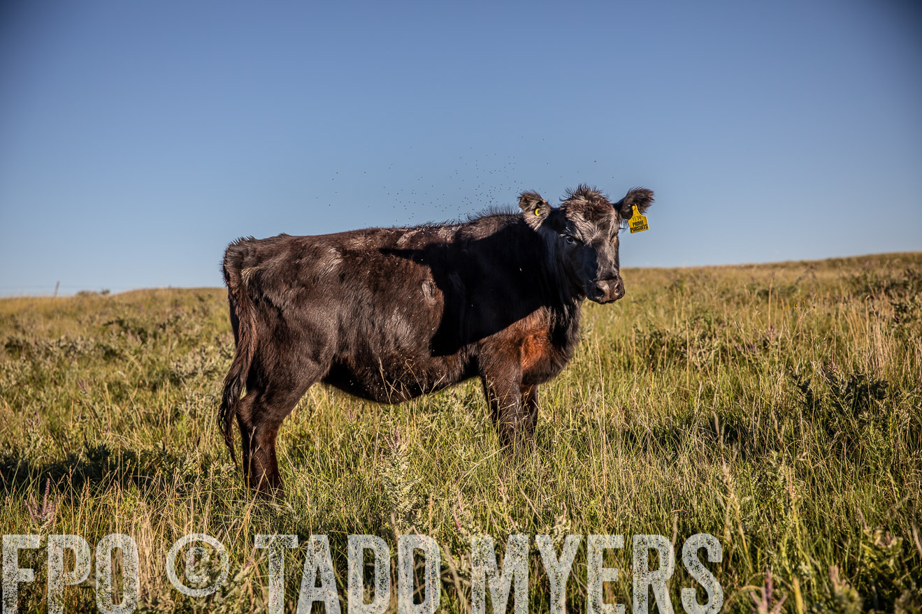 PP_TuckerRanch_NE_July2019-42217