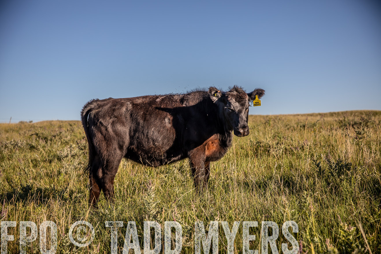 PP_TuckerRanch_NE_July2019-42218