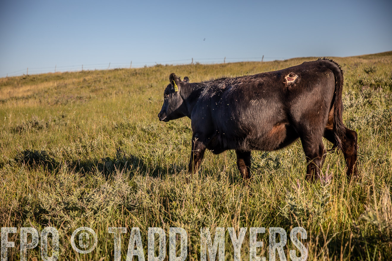 PP_TuckerRanch_NE_July2019-42223