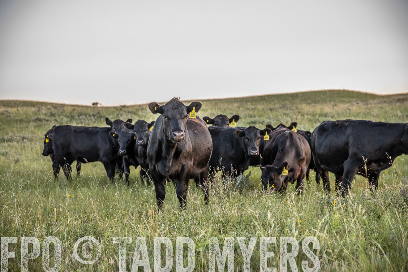 PP_TuckerRanch_NE_July2019-42718