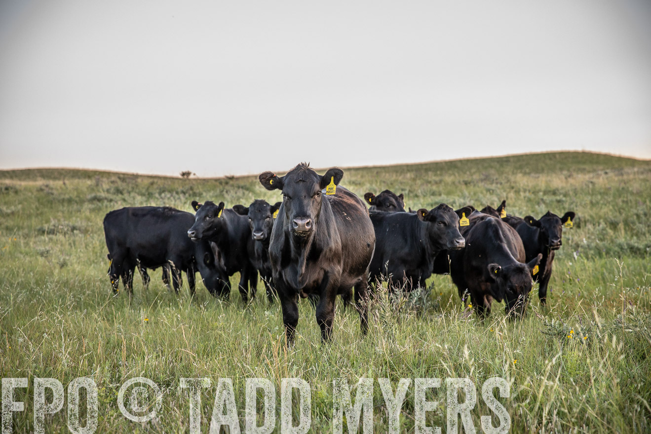 PP_TuckerRanch_NE_July2019-42720