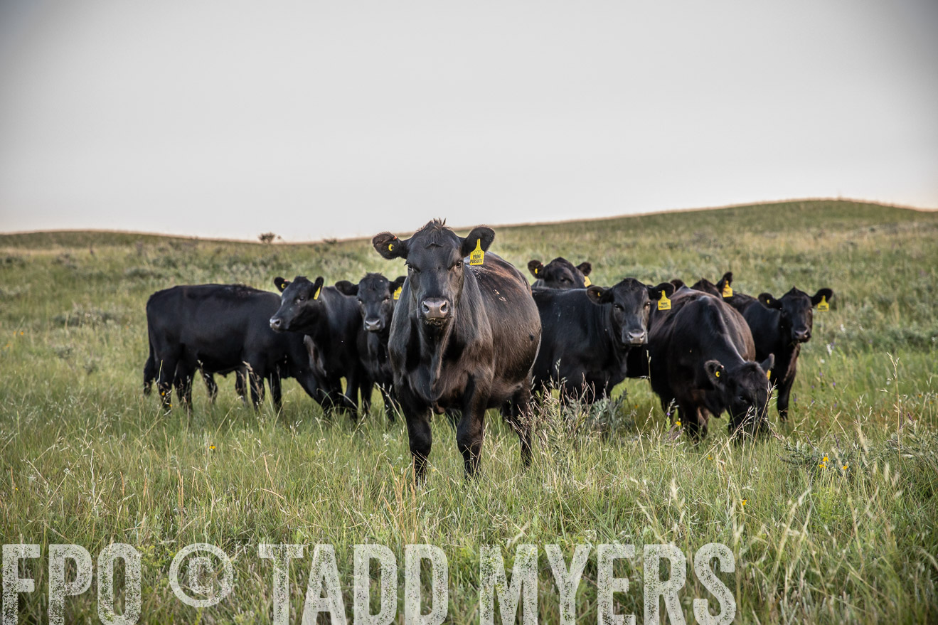 PP_TuckerRanch_NE_July2019-42721