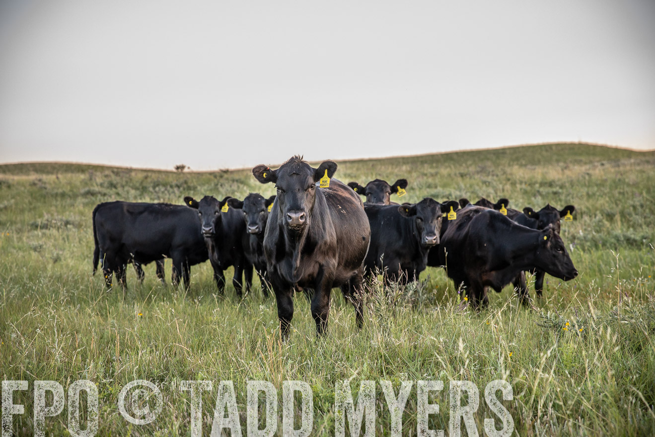 PP_TuckerRanch_NE_July2019-42724