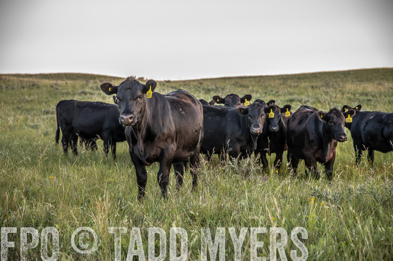 PP_TuckerRanch_NE_July2019-42726
