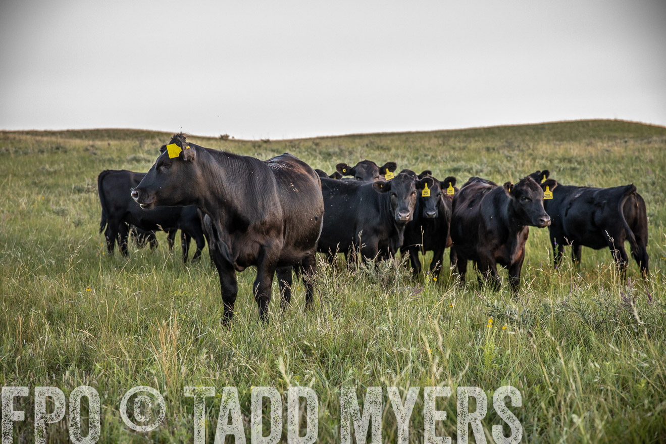 PP_TuckerRanch_NE_July2019-42728