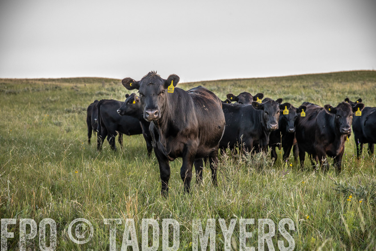 PP_TuckerRanch_NE_July2019-42729