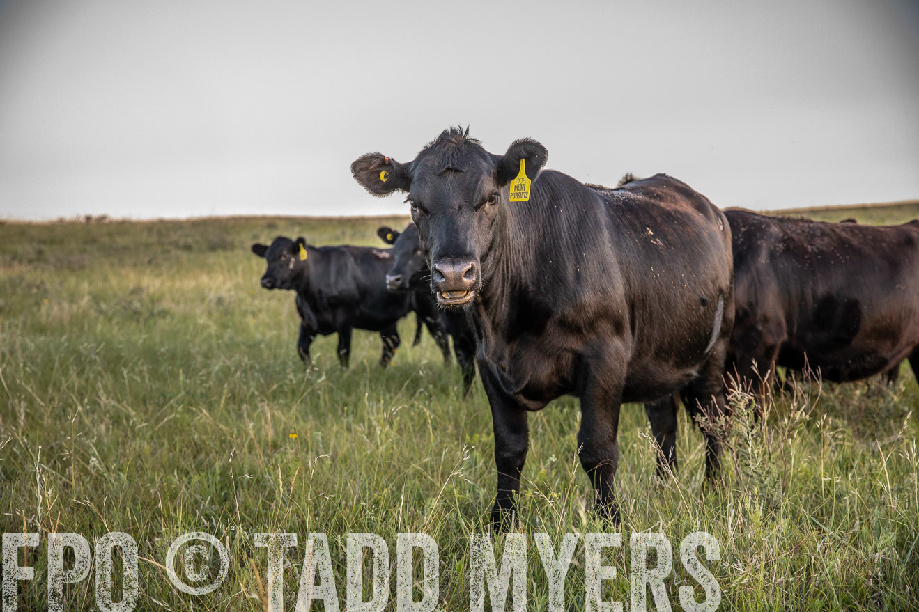 PP_TuckerRanch_NE_July2019-42754