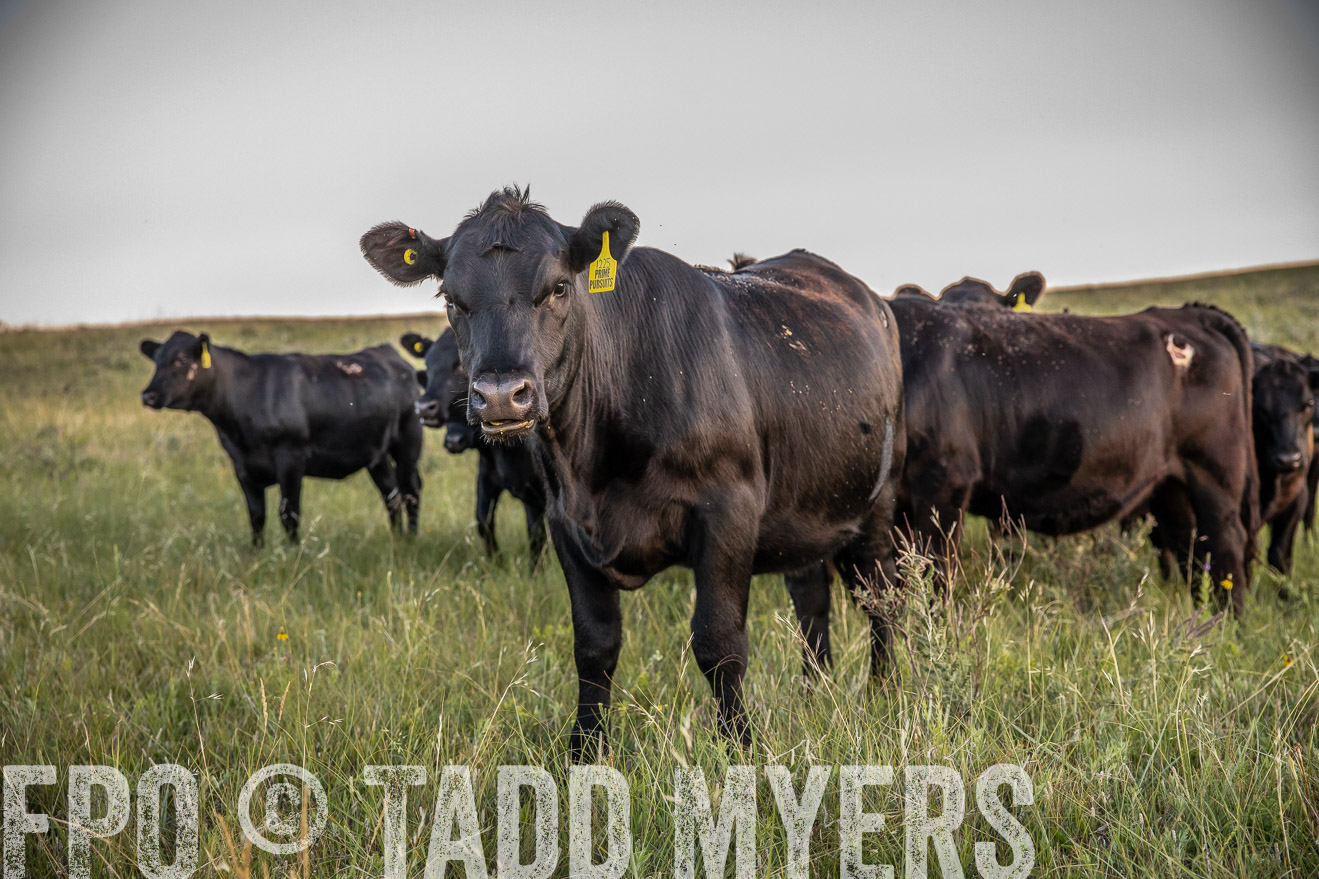 PP_TuckerRanch_NE_July2019-42755