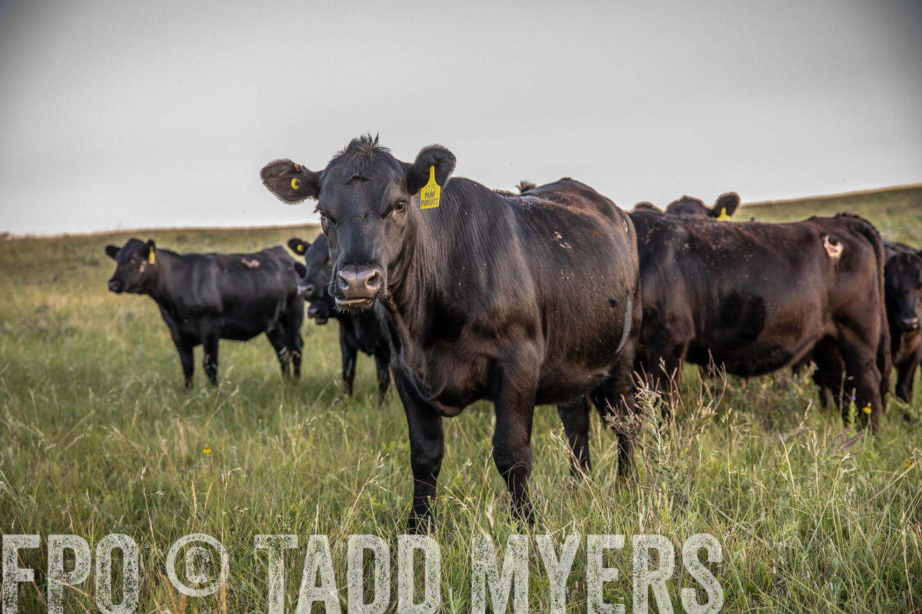 PP_TuckerRanch_NE_July2019-42756