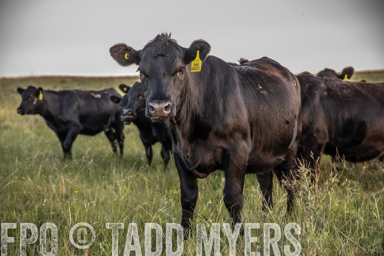 PP_TuckerRanch_NE_July2019-42757