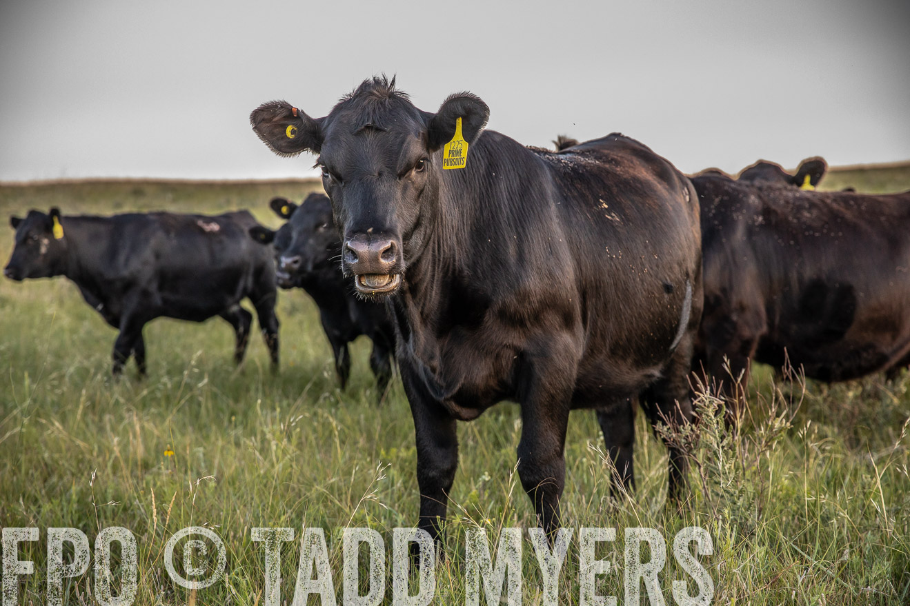 PP_TuckerRanch_NE_July2019-42758