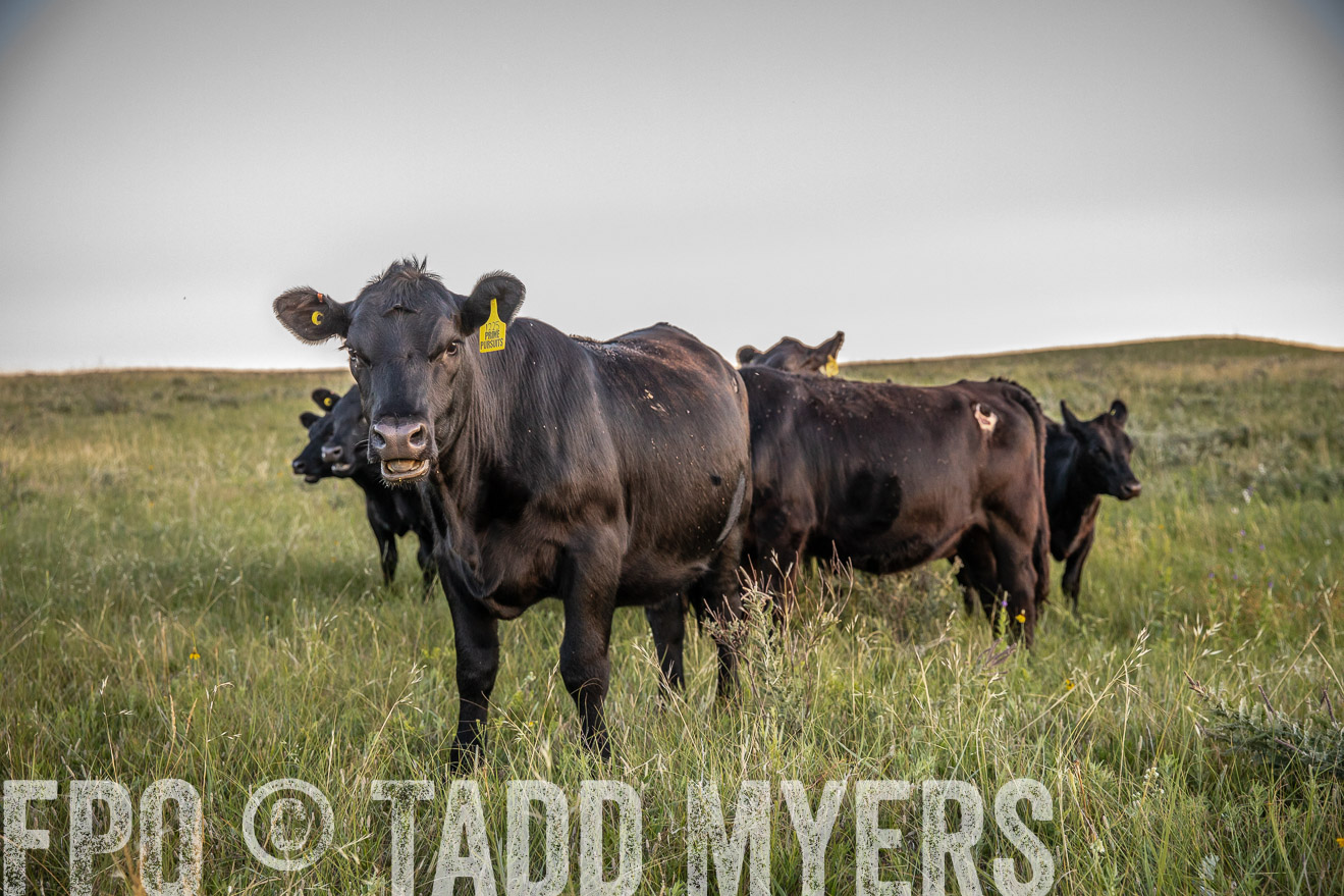PP_TuckerRanch_NE_July2019-42761