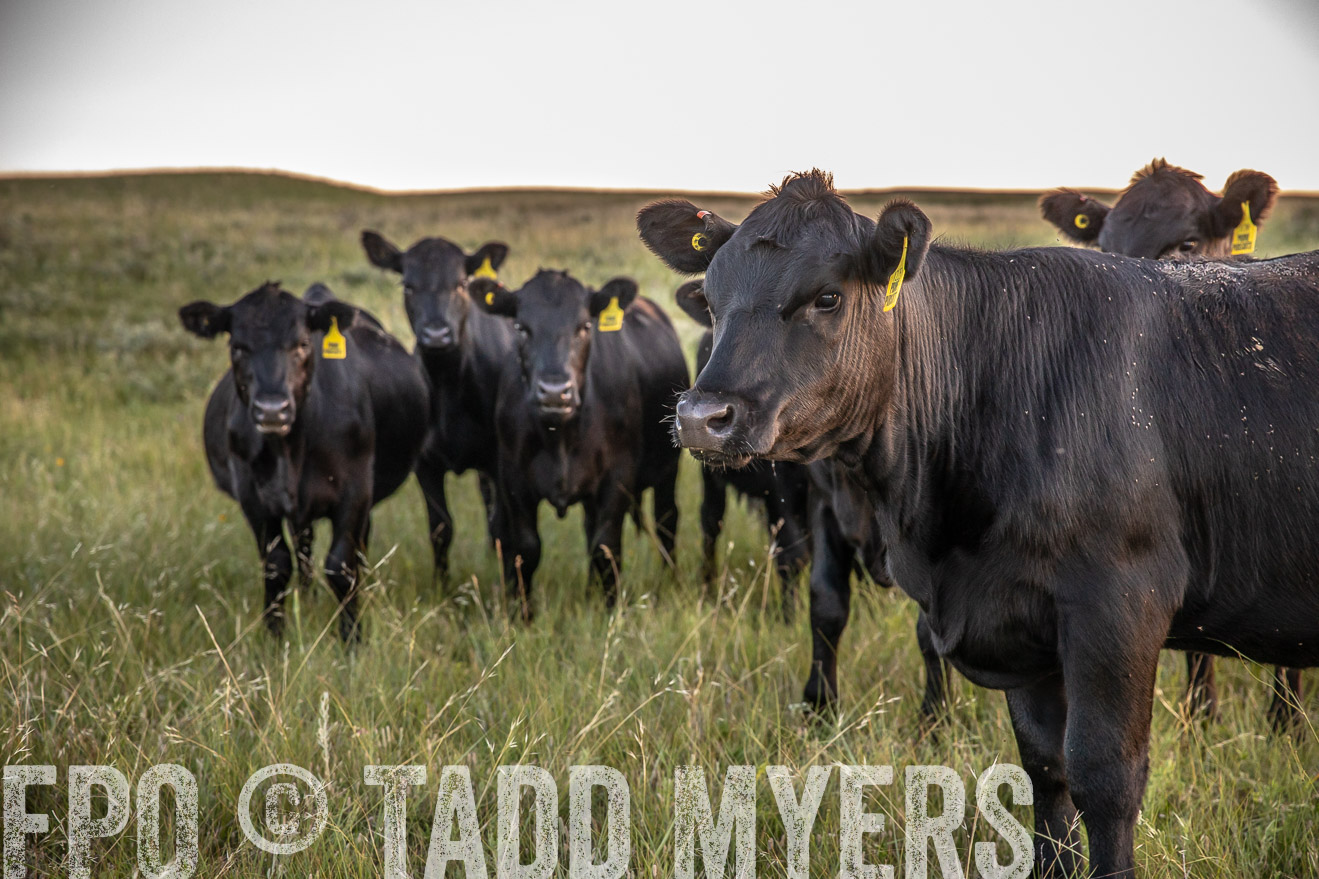 PP_TuckerRanch_NE_July2019-42766
