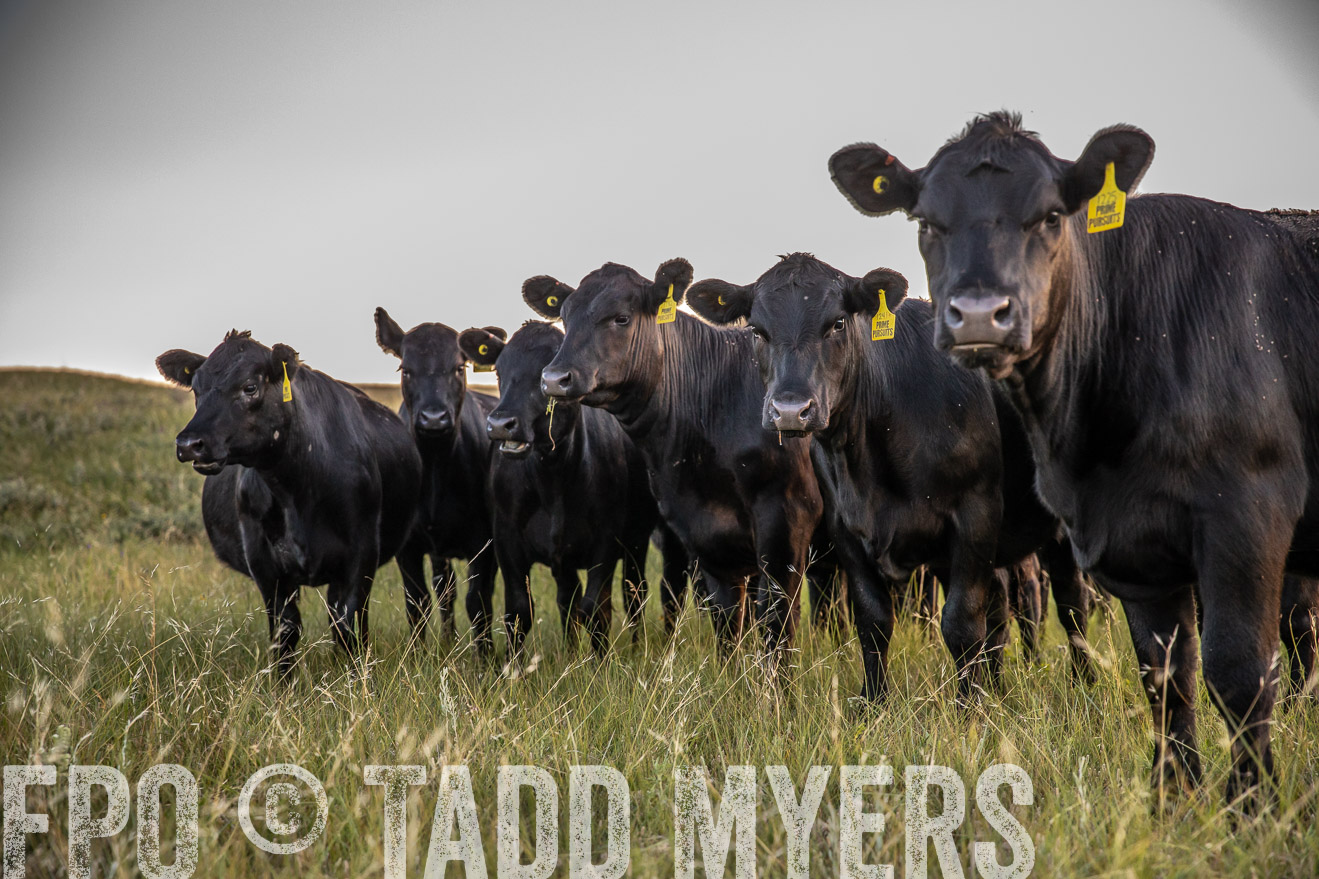 PP_TuckerRanch_NE_July2019-42771
