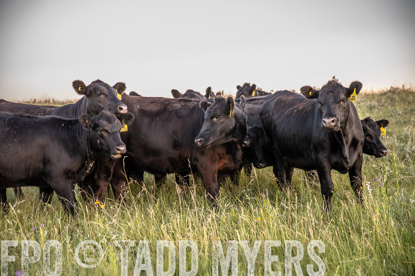 PP_TuckerRanch_NE_July2019-42780