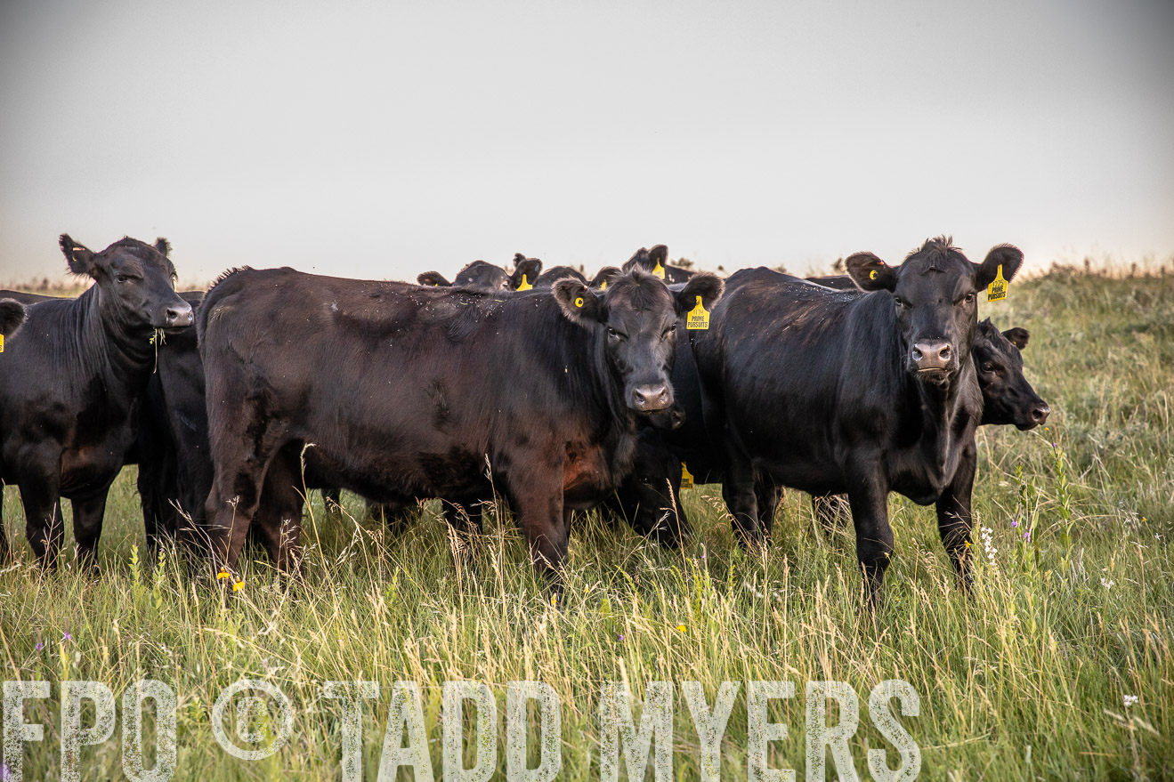 PP_TuckerRanch_NE_July2019-42781