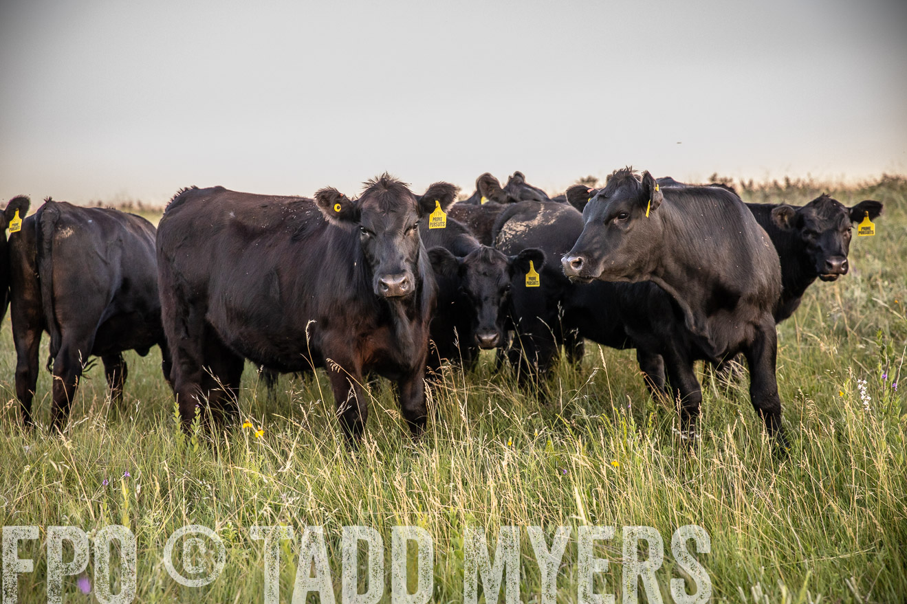 PP_TuckerRanch_NE_July2019-42784