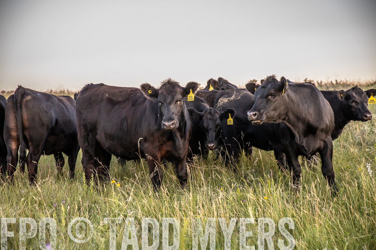 PP_TuckerRanch_NE_July2019-42785