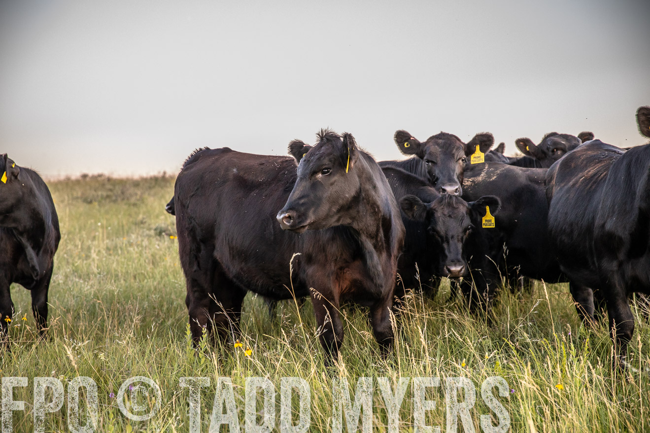 PP_TuckerRanch_NE_July2019-42787