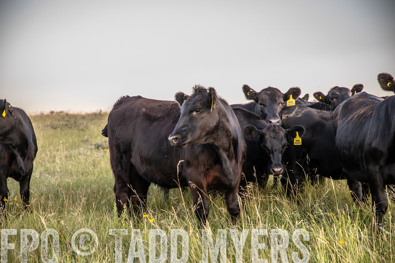 PP_TuckerRanch_NE_July2019-42788
