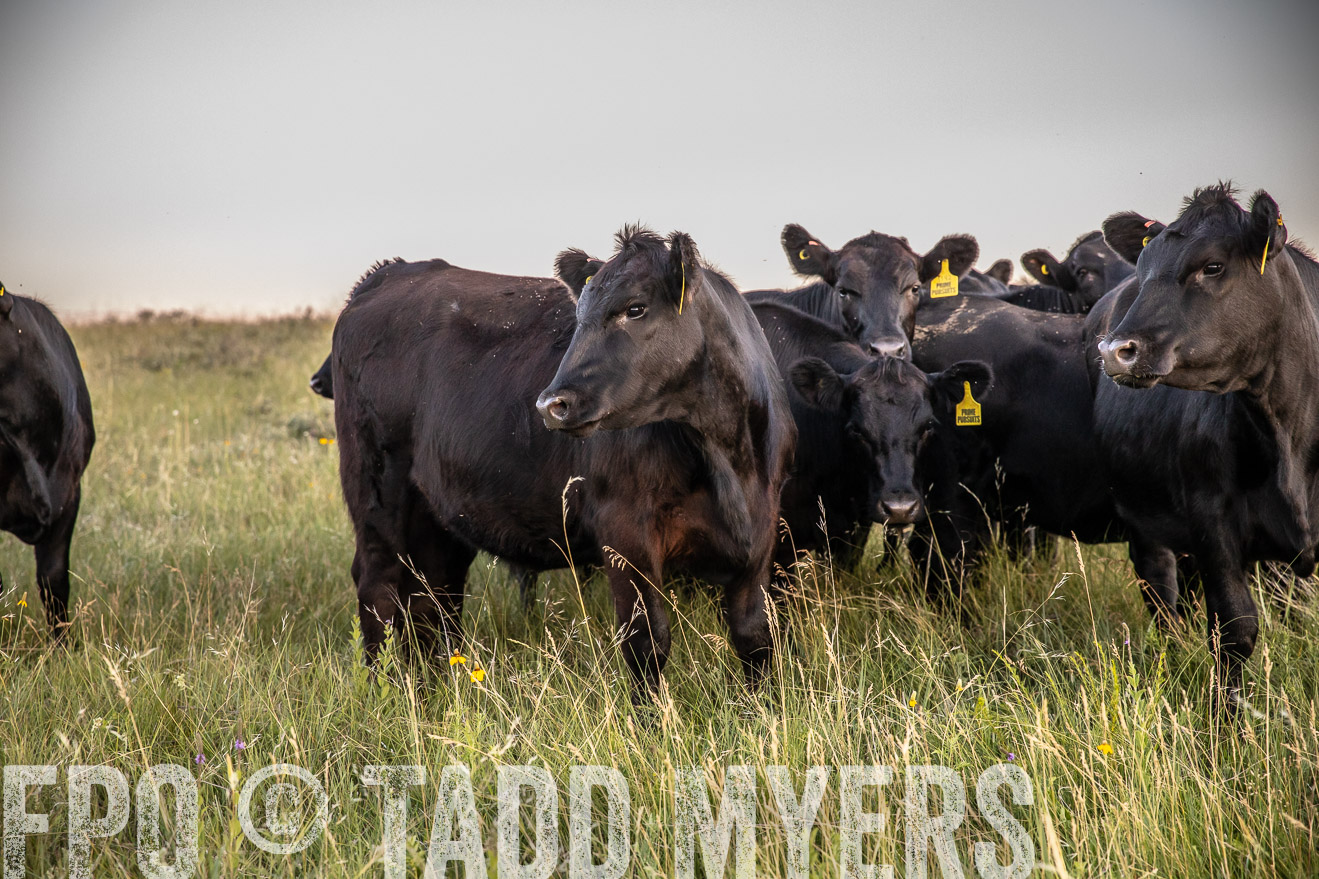 PP_TuckerRanch_NE_July2019-42789