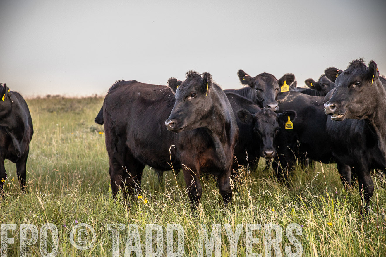 PP_TuckerRanch_NE_July2019-42790
