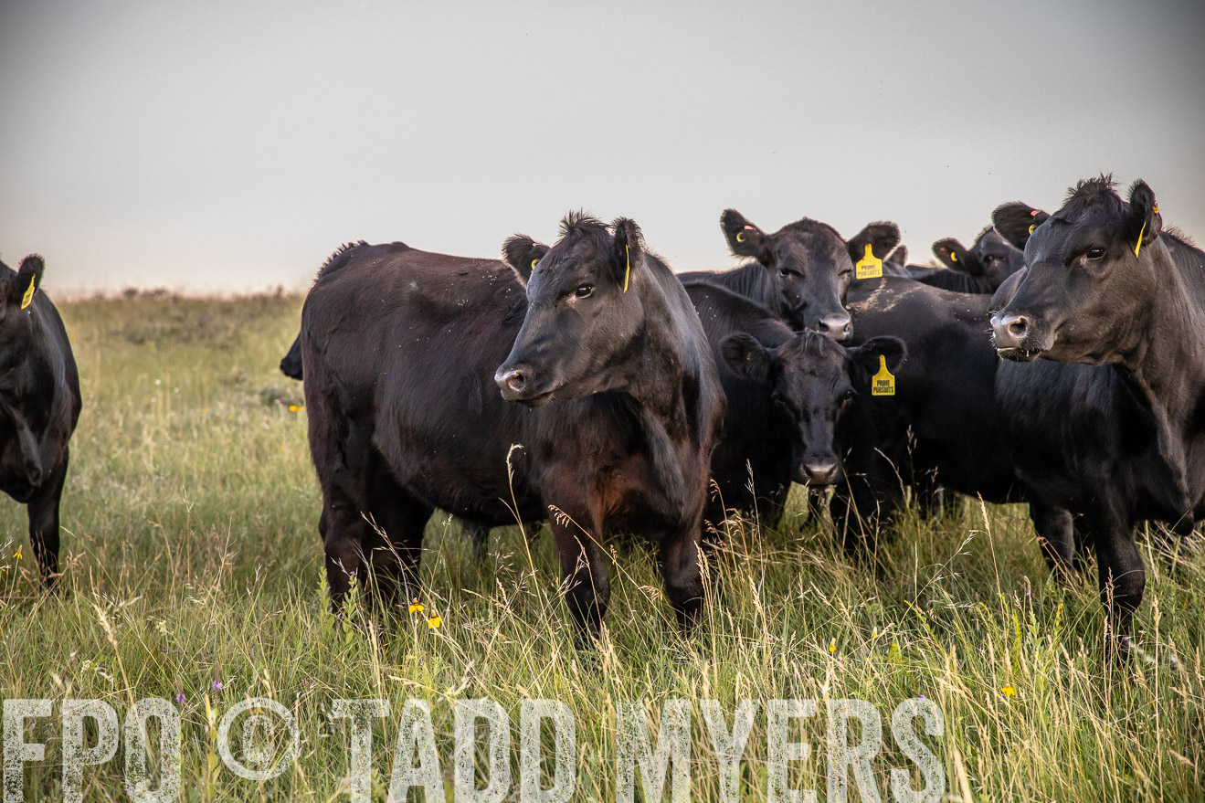 PP_TuckerRanch_NE_July2019-42791