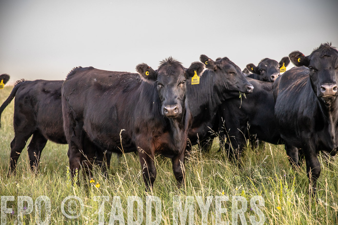PP_TuckerRanch_NE_July2019-42794