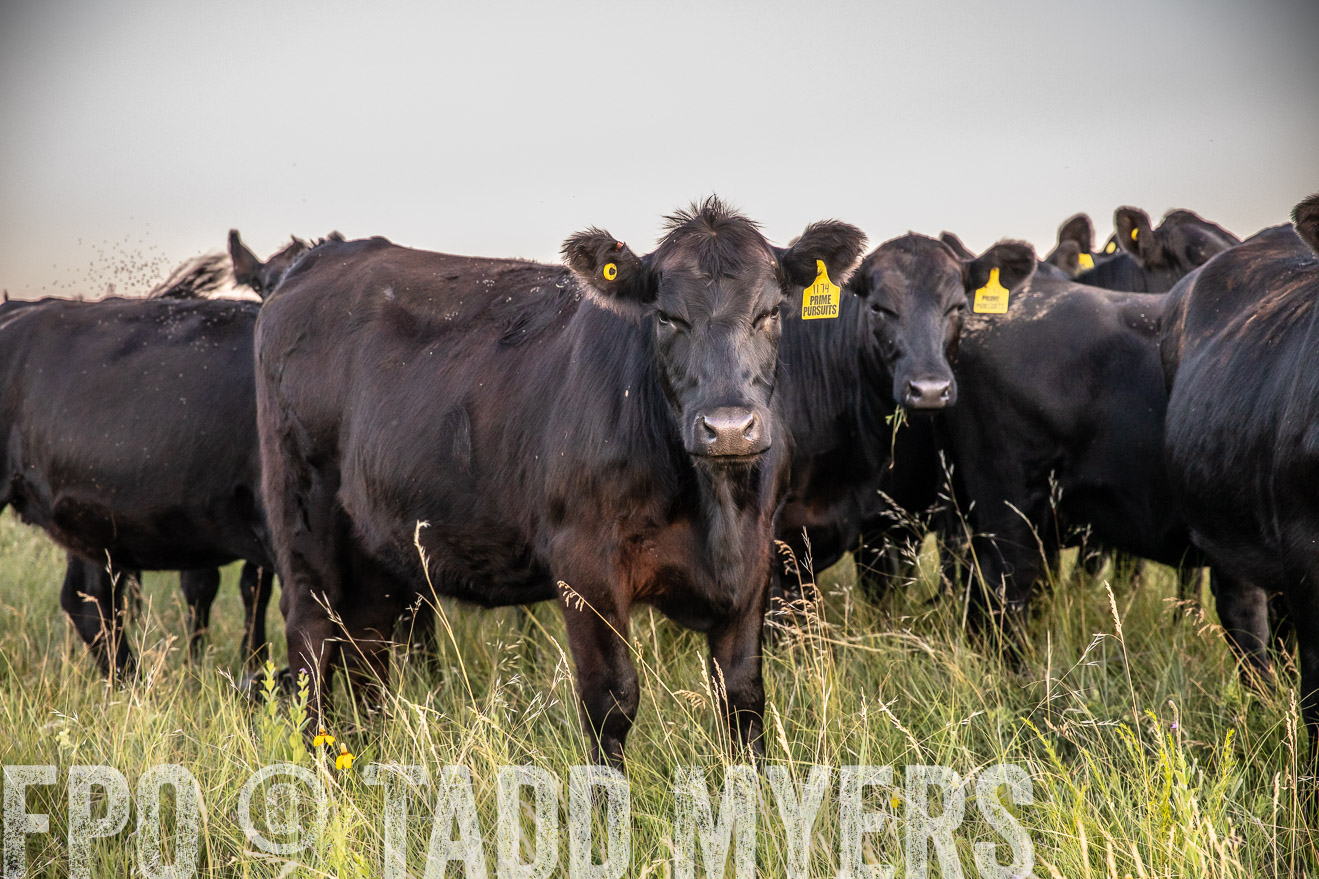 PP_TuckerRanch_NE_July2019-42796