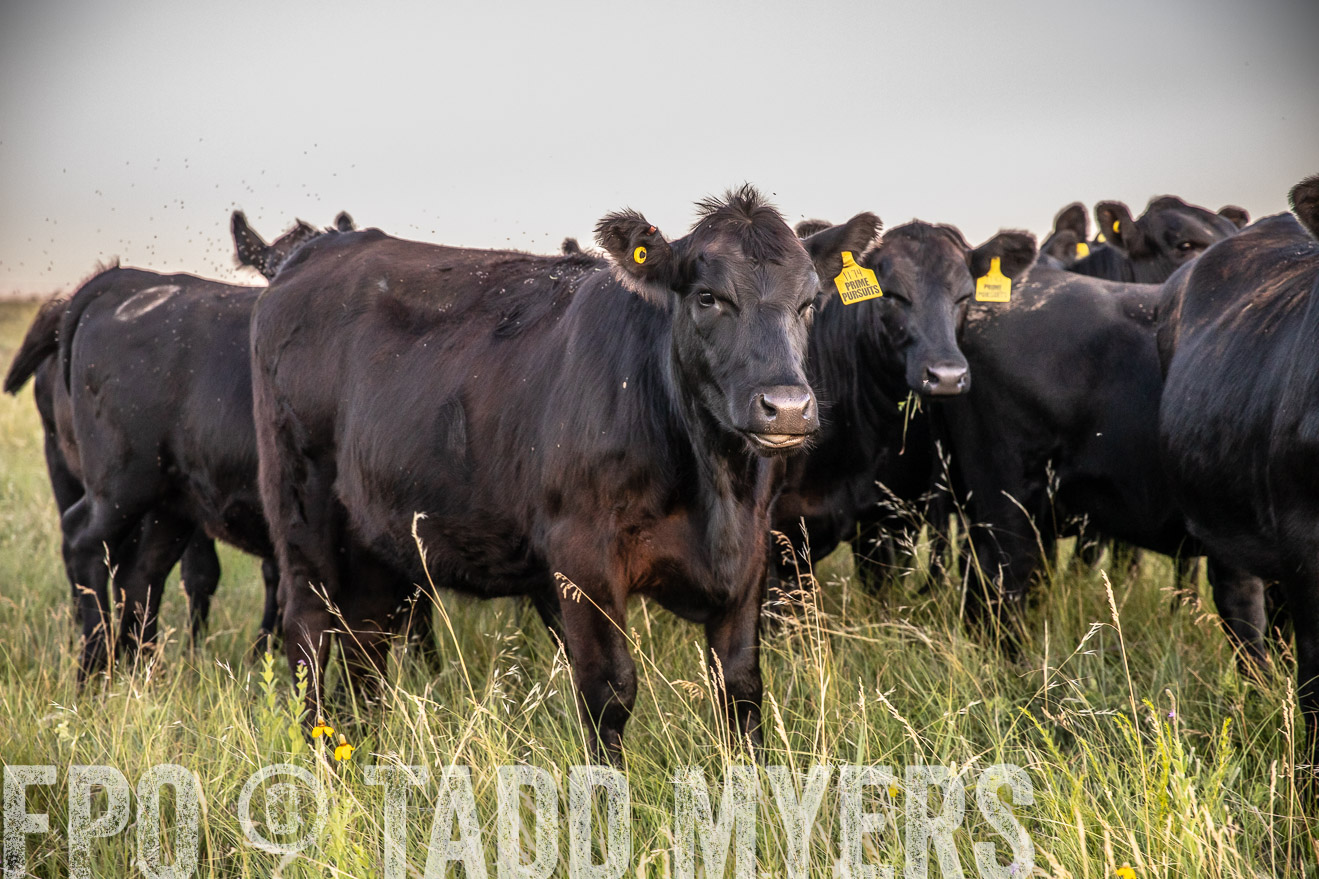 PP_TuckerRanch_NE_July2019-42797