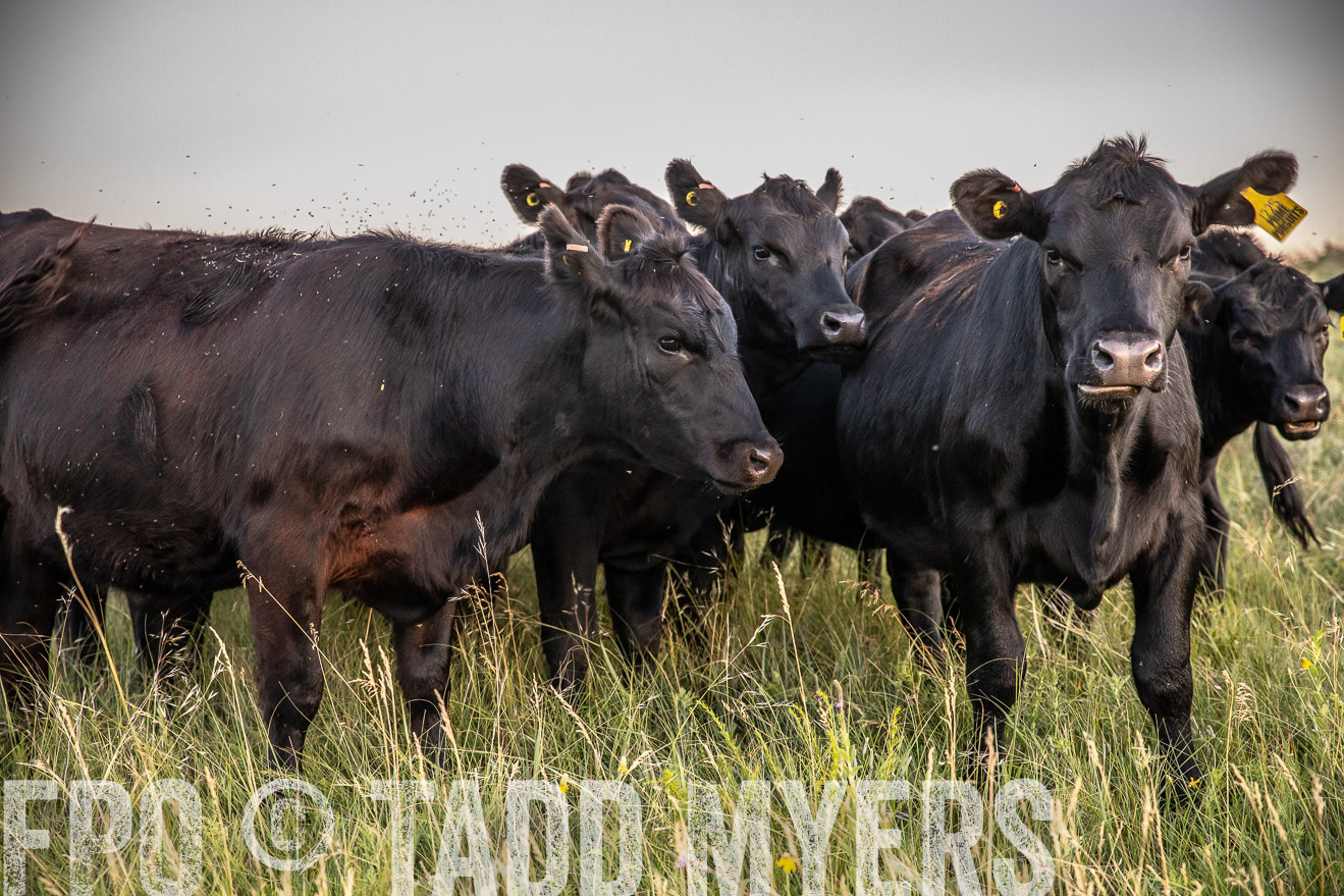 PP_TuckerRanch_NE_July2019-42800