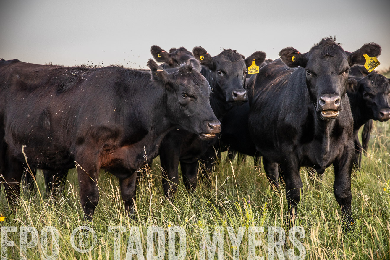 PP_TuckerRanch_NE_July2019-42801