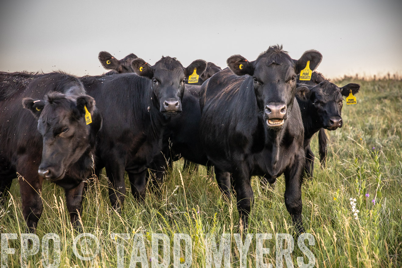 PP_TuckerRanch_NE_July2019-42802