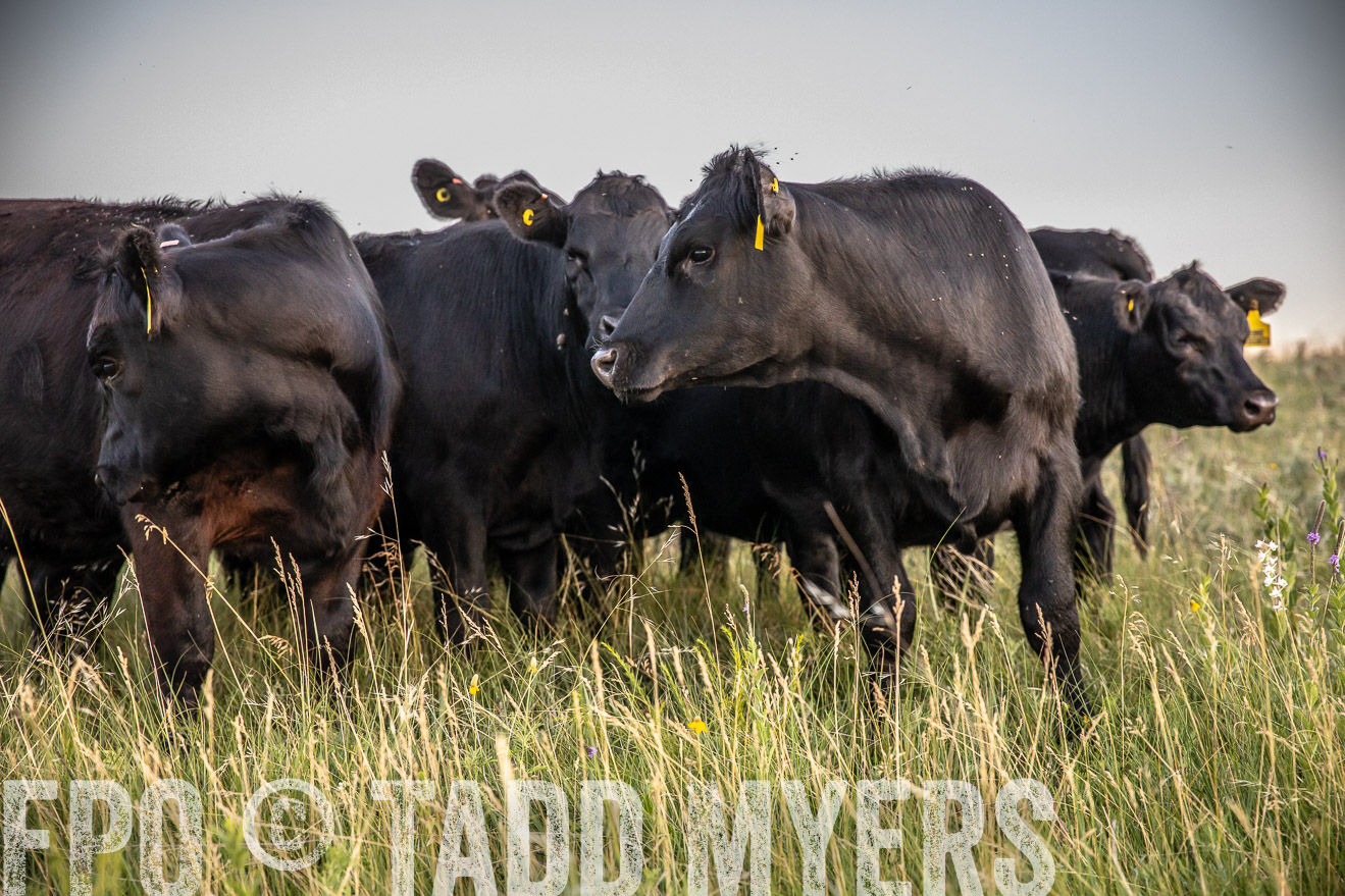 PP_TuckerRanch_NE_July2019-42805