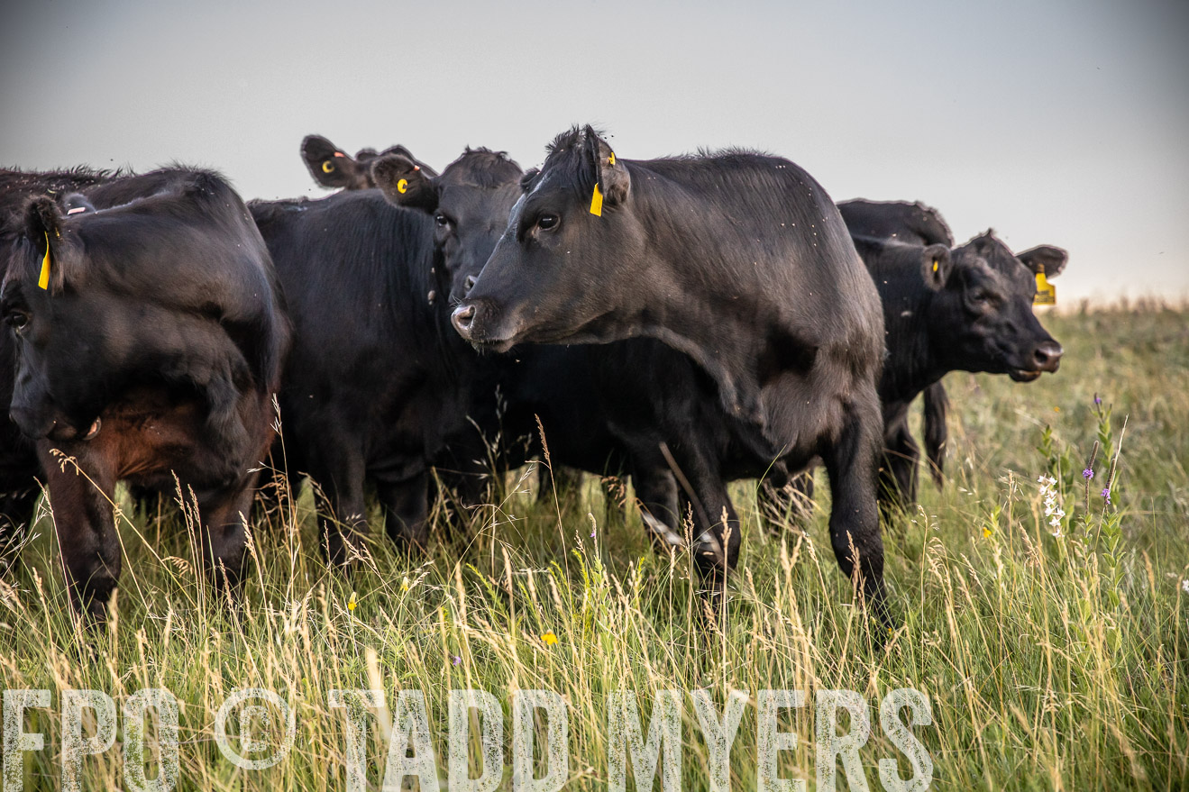 PP_TuckerRanch_NE_July2019-42806
