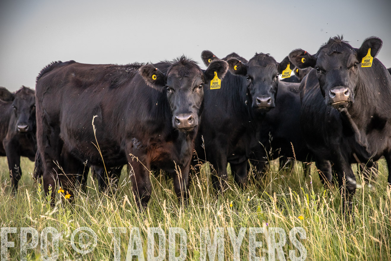 PP_TuckerRanch_NE_July2019-42808