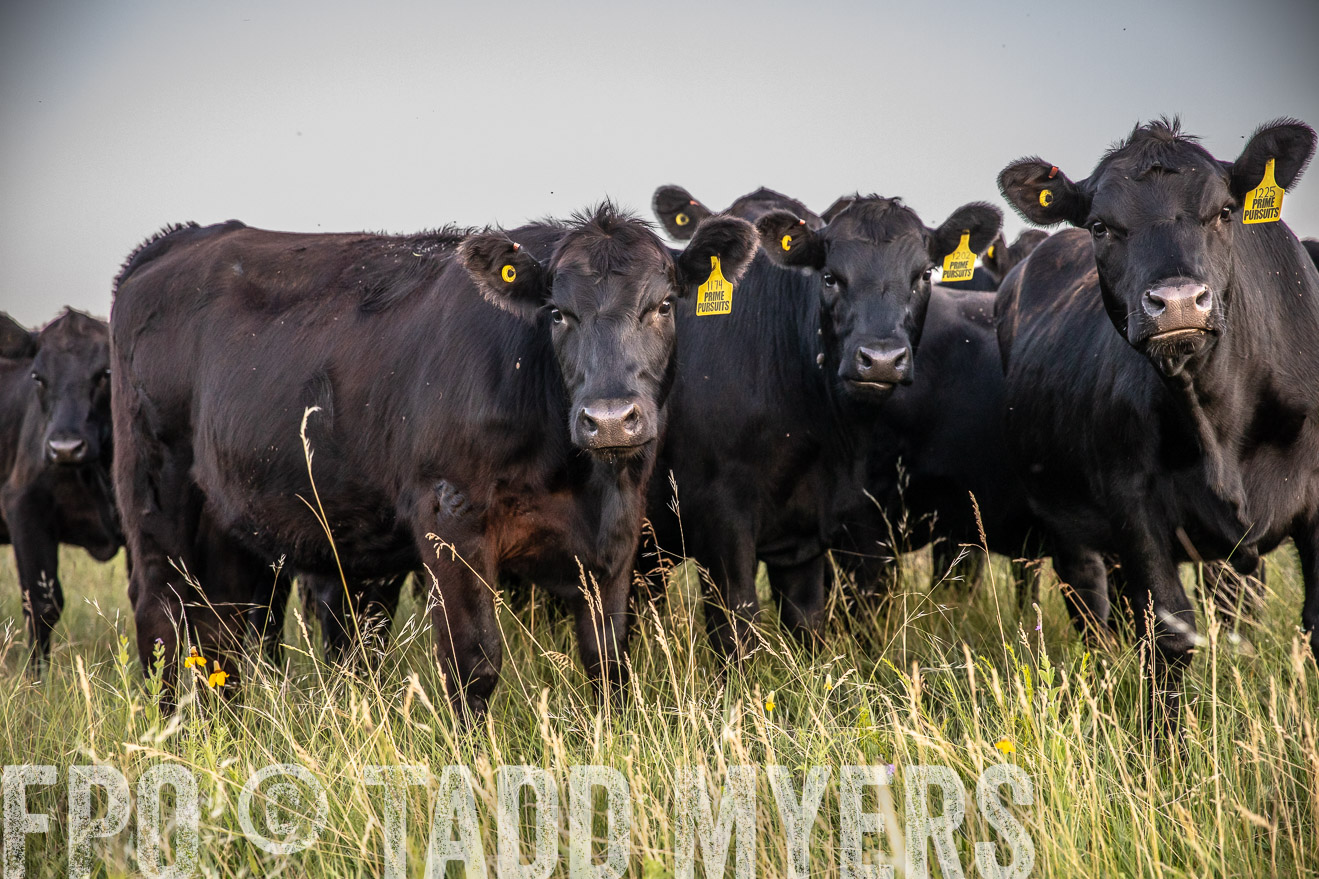 PP_TuckerRanch_NE_July2019-42809