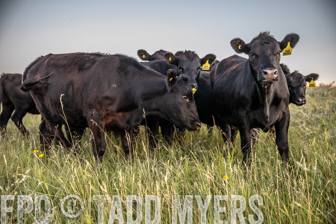 PP_TuckerRanch_NE_July2019-42810