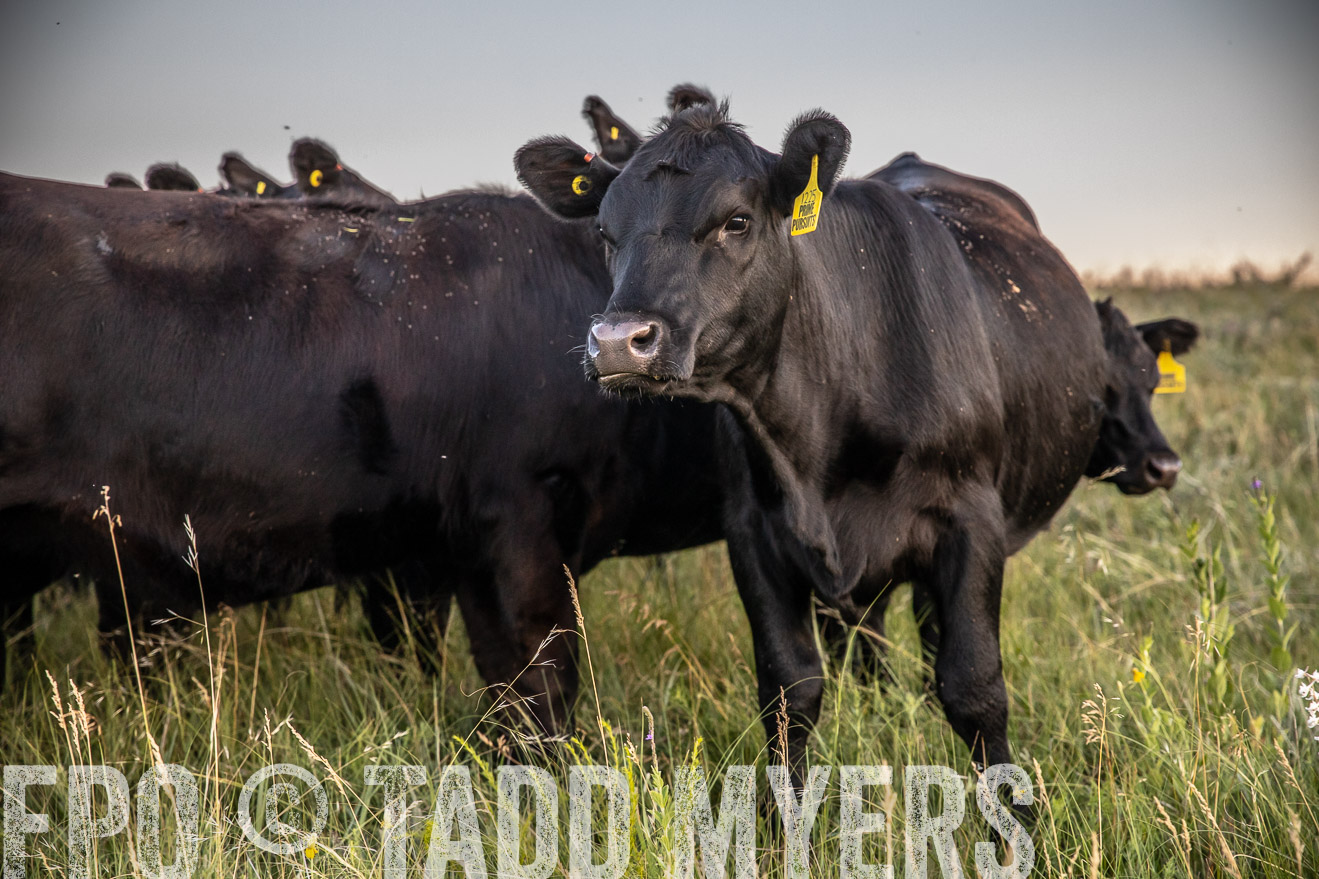 PP_TuckerRanch_NE_July2019-42811