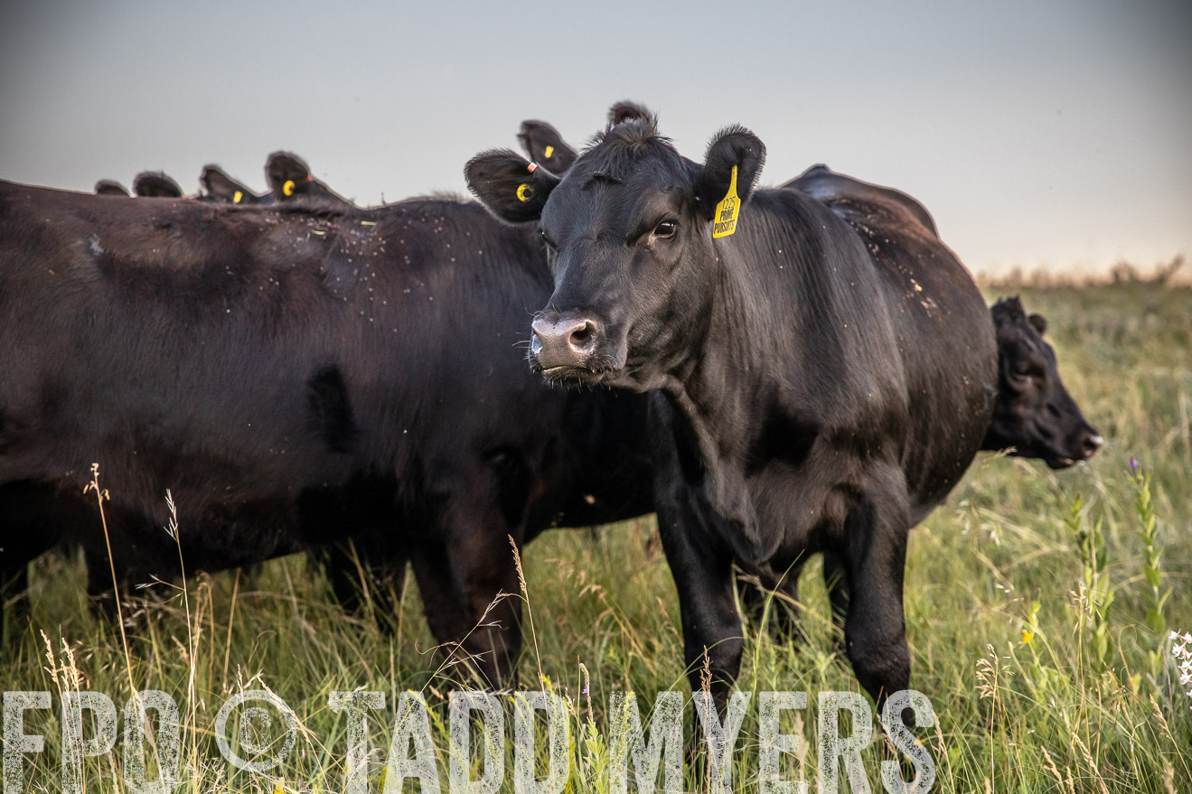 PP_TuckerRanch_NE_July2019-42812