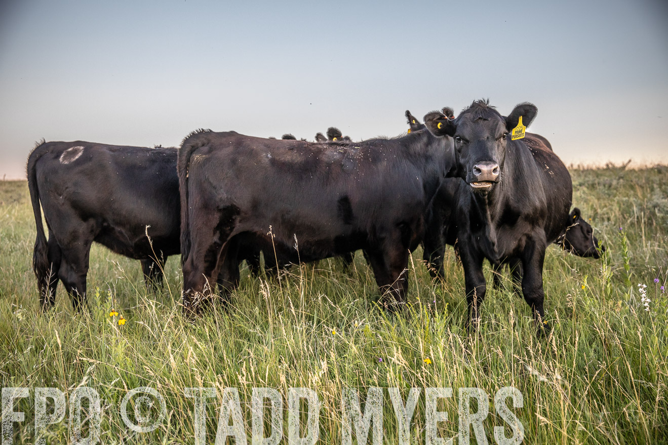 PP_TuckerRanch_NE_July2019-42814