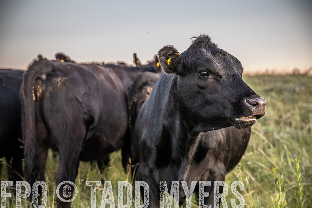 PP_TuckerRanch_NE_July2019-42818