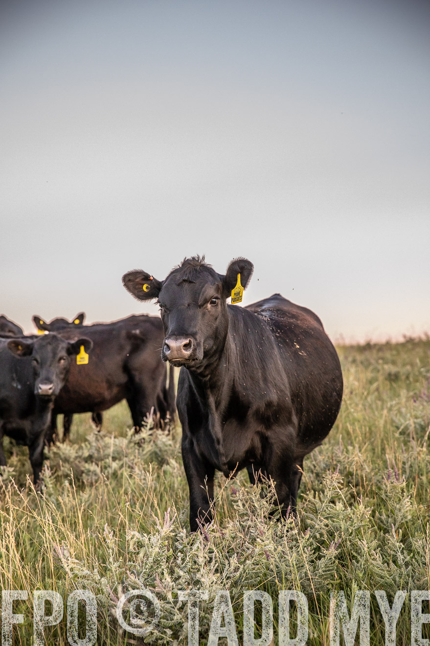 PP_TuckerRanch_NE_July2019-42861