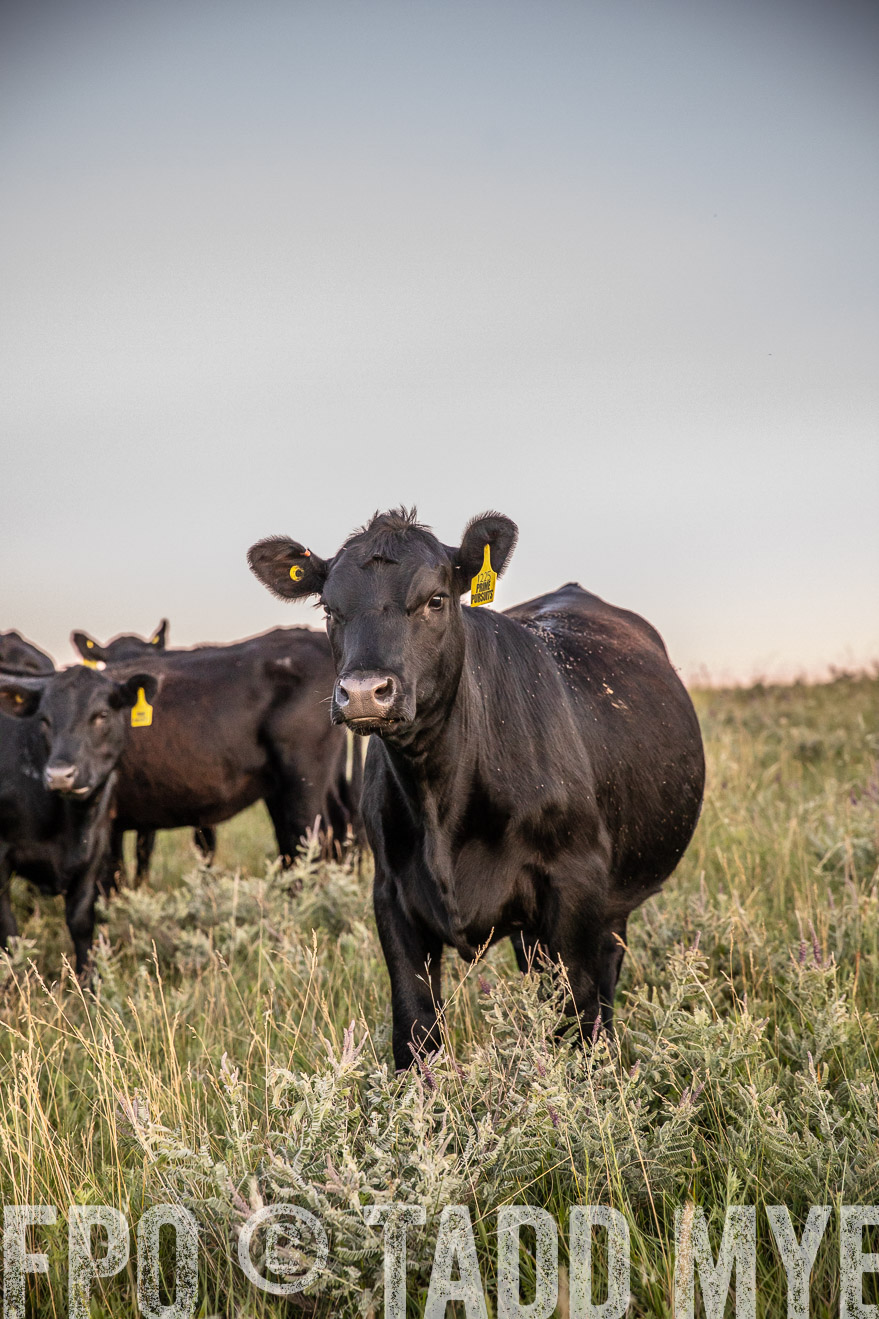 PP_TuckerRanch_NE_July2019-42862